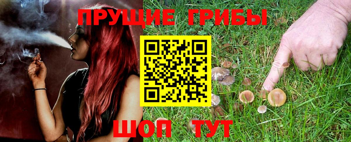 Медногорск  Галлюциногенные грибы Psilocybe  Вход с VPN 